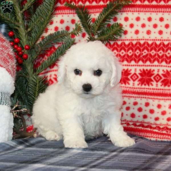 Joy, Bichon Frise Puppy